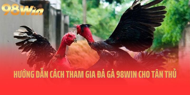 Hướng dẫn cách tham gia đá gà 98Win cho tân thủ