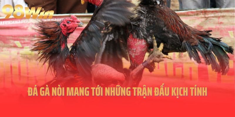 Đá gà nòi mang tới những trận đấu kịch tính