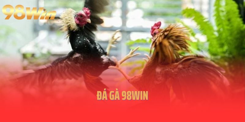 Đá gà 98win